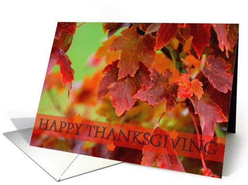 Happy Thanksgiving Leaves, close up fall leaves card (878342)