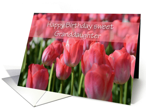 Tulip Granddaughter Birthday, photo of a field of tulips card (880864)