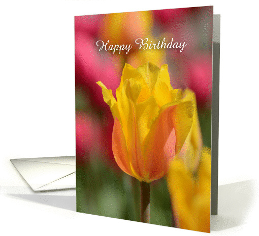 Yellow Tulip Birthday, photo of a yellow and pink tulip card (880867)