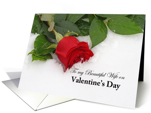 Beautiful Wife Valentine, red rose in the snow card (890761)