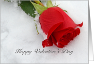 Red Rose Valentine, red rose in snow card