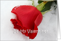 Red Rose Valentine, red rose in snow card