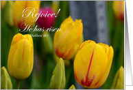Happy Easter, Rejoice!, yellow tulips card