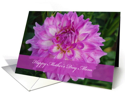 Mom Mother's Day, Purple dahlia close up card (911809)