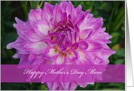 Mom Mother’s Day, Purple dahlia close up card