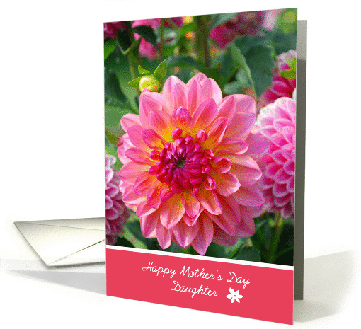 Daughter Mother's Day, Pink dahlias close up card (911812)