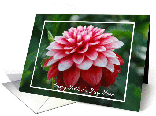 Mom Mother's Day, Red and White dahlia close up card (911818)