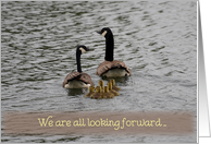 Geese Family Get Well, Family of geese in water card