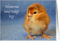 Welcome Baby Boy, Rhode Island Red Rooster Chick card