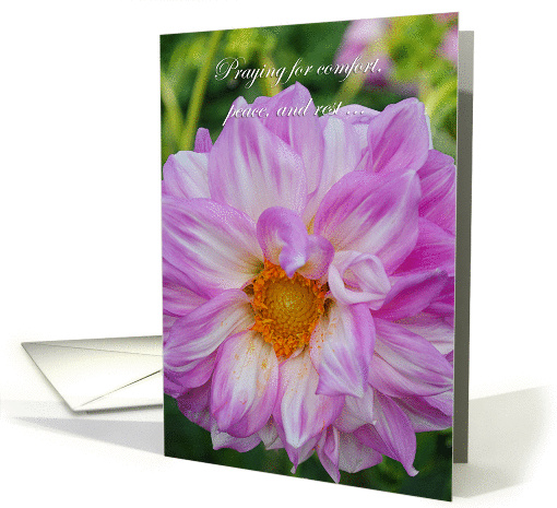 Purple Dahlia Get Well, Pink dahlia close up card (912871)