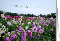 Cancer, the last word, field of dahlia flowers card
