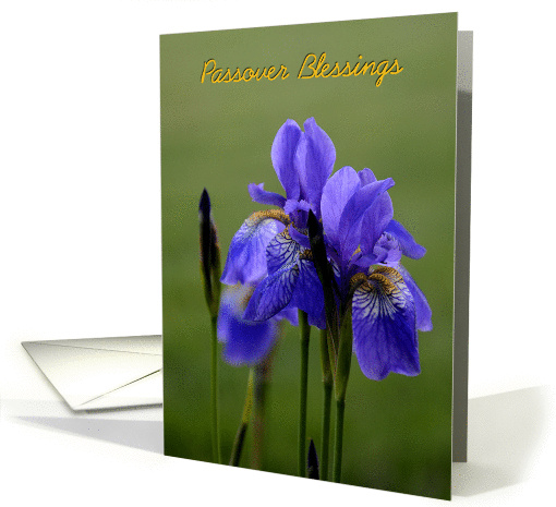 Passover Blessings card (915532)