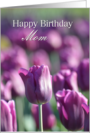 Happy Birthday Mom Tulips, Purple tulips card