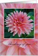 Thinking of You, pink dahlia card