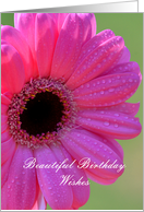 Beautiful Birthday Wishes, Pink Gerber Daisy card