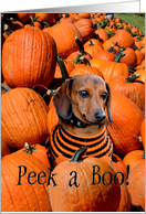 Halloween Doggy pumpkins dog card