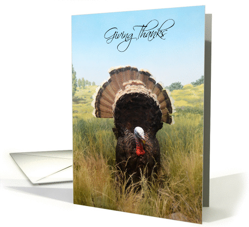Giving Thanks, turkey thanksgiving card (969355)