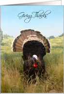 Giving Thanks, turkey thanksgiving card