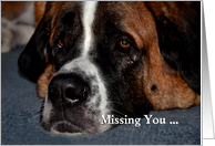 Missing you, Saint Bernard sad face card