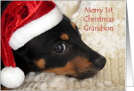 Grandson Merry 1st Christmas Dachshund with Santa hat card