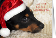 Granddaughter Merry 1st Christmas Dachshund with Santa hat card
