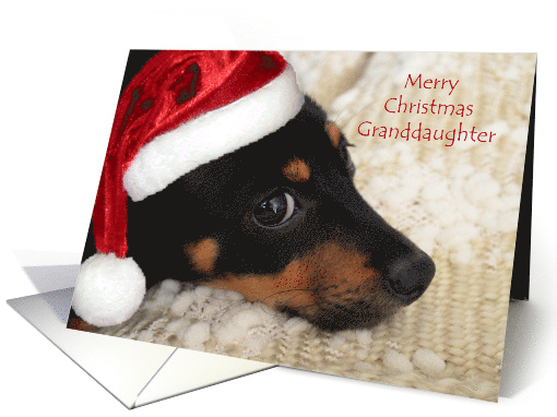 Granddaughter Merry Christmas Dachshund with Santa hat card (977085)