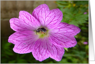 Wasp and Flower card