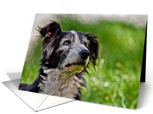 Eric the sheepdog blank note card (698764)