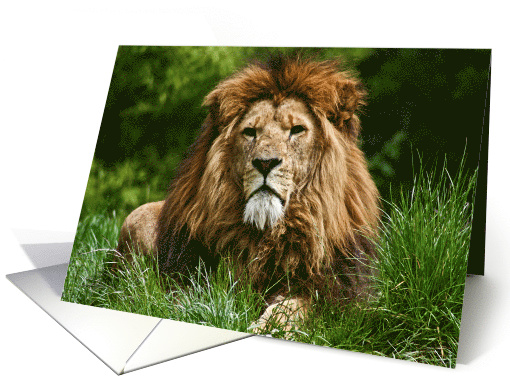 birthday - Lion card (698816)