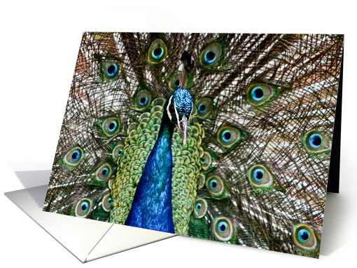 Birthday - Zoo peacock card (698818)