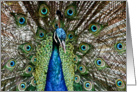 Birthday - Zoo peacock card