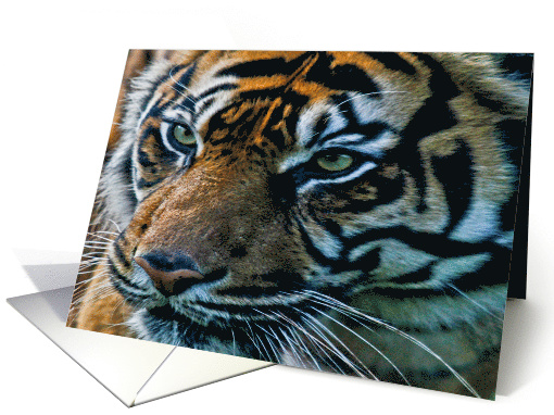 Birthday - Tiger card (698821)