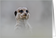 Birthday - Animal Park Meerkat card