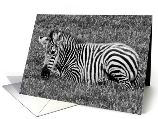 birthday - baby zebra in black & white card (698825)