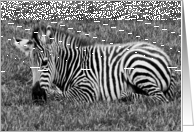 birthday - baby zebra in black & white card