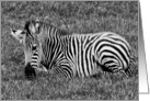 birthday - baby zebra in black & white card