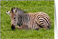 birthday - baby zebra card