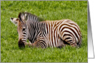 birthday - baby zebra card