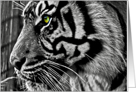 Birthday - Zoo Tiger - black & white card