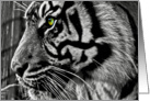 Birthday - Zoo Tiger - black & white card