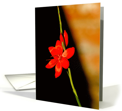 Birthday - flower card (706727)