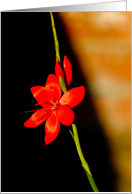 Birthday - flower card