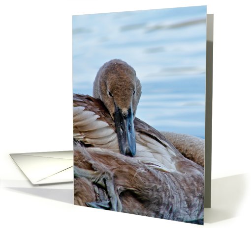 Birthday - Swan Cygnet card (706732)