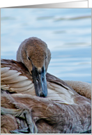 Birthday - Swan Cygnet card