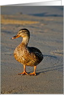 Birthday - Duck card