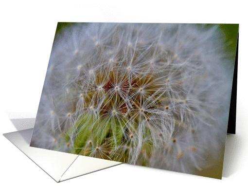 Birthday - Flower card (706739)