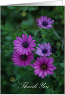 Purple Daisy