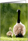 Goose and Gosling Adorable Photograph Blank Note Card