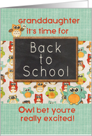 Granddaughter Back to School Colorful Owls and Chalkboard card