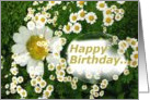 Happy Birthday Feverfew card